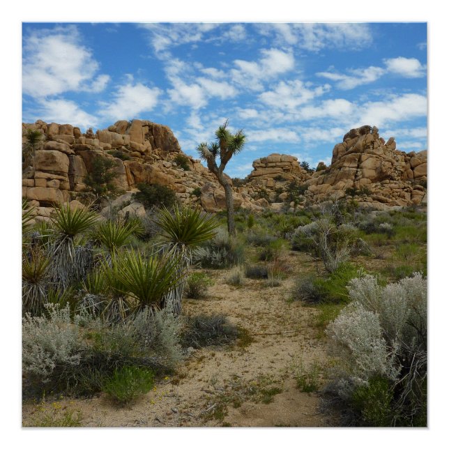 Barker Dam Loop Trail at Joshua Tree National Park Poster (Front)