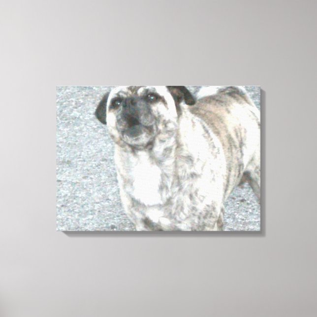 Barking Bull Dog Canvas Print (Front)
