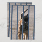 Barking dog (Front/Back)