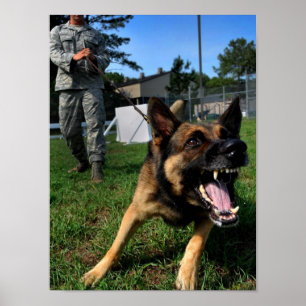 Barking German Shepherd Poster