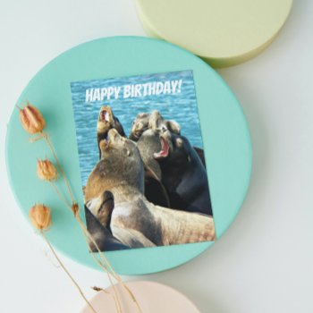Barking Seal Lions From All Nature Birthday Card by northwestphotos at Zazzle