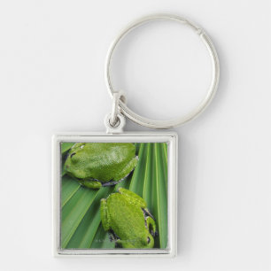 Barking Tree Frog (hyla gratiosa) Keychain