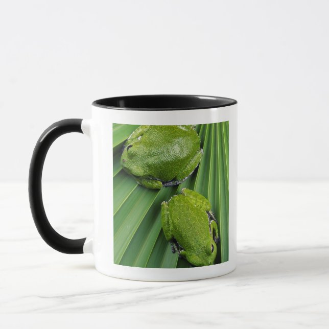 Barking Tree Frog (hyla gratiosa) Mug (Left)