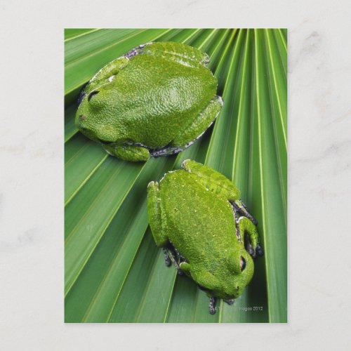 Barking Tree Frog hyla gratiosa Postcard