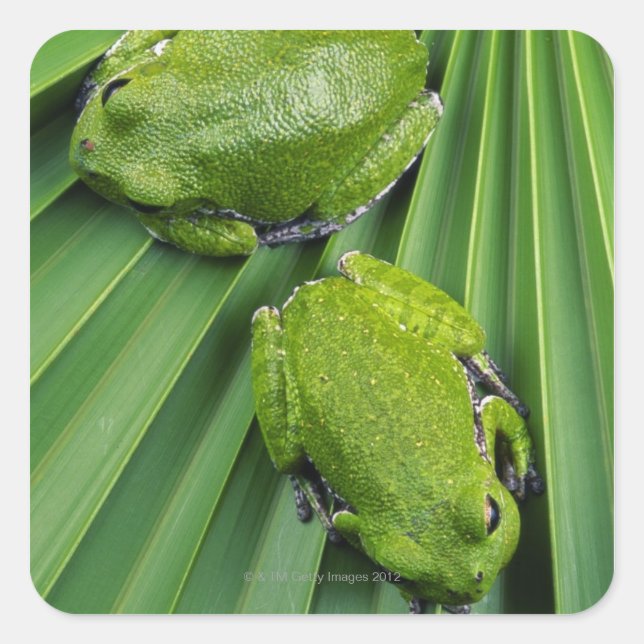 Barking Tree Frog (hyla gratiosa) Square Sticker (Front)