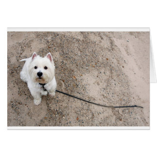 barko on sandy beach with leash cards