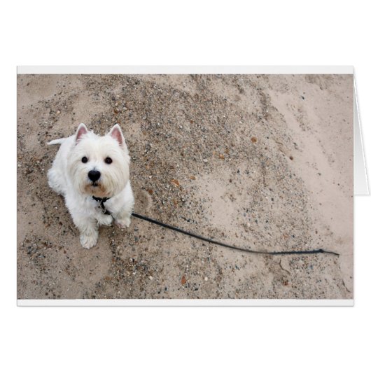 barko on sandy beach with leash cards (Front Horizontal)