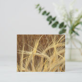 Barley (Standing Front)