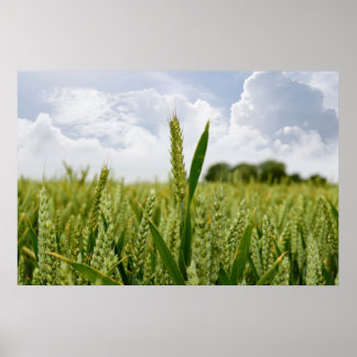 barley crop poster