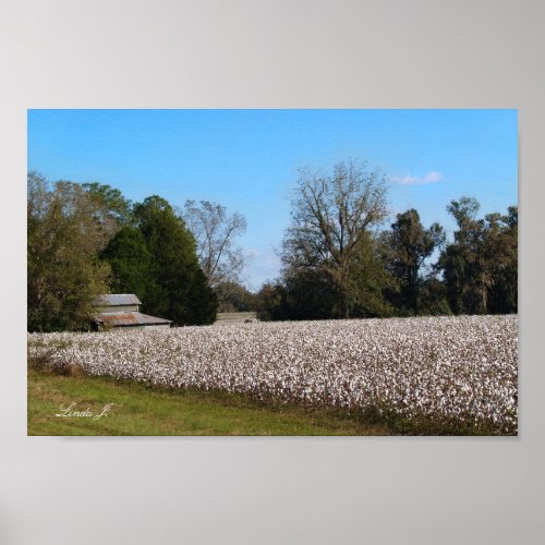 Barn and Cotton Field Canvas or Poster