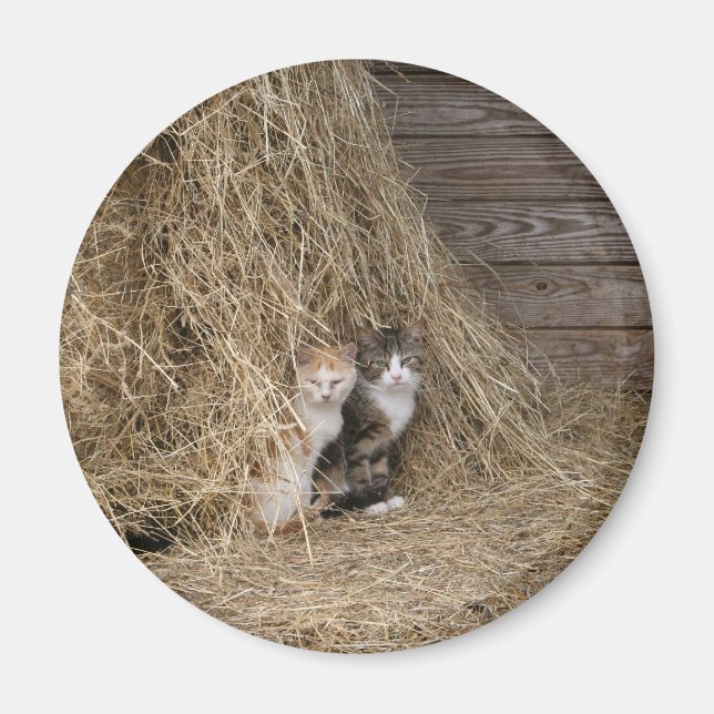 Barn Cat Magnet (Front)