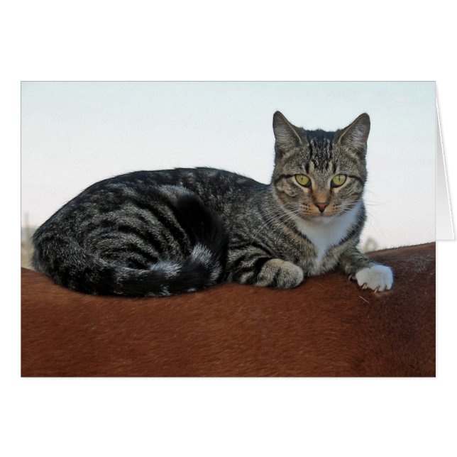 Barn Cat on Horse Cards (Front Horizontal)