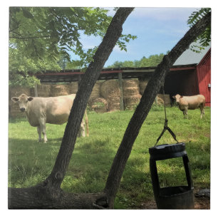 Barn & Cows, Rural North Carolina Ceramic Tile