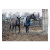 Barn Farm Horse Buddies (Front Horizontal)
