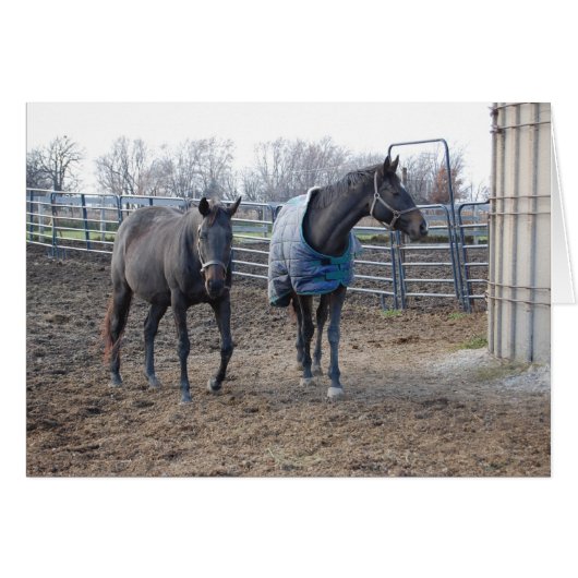 Barn Farm Horse Buddies Cards (Front Horizontal)