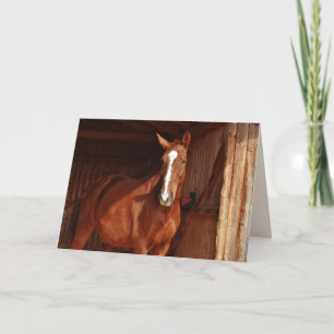barn horse greeting card