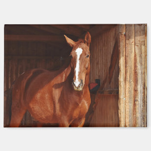 barn horse magnet