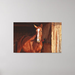 barn horse wrapped canvas print