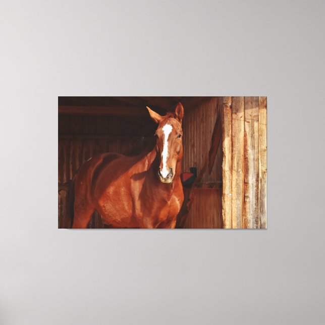 barn horse wrapped canvas print (Front)