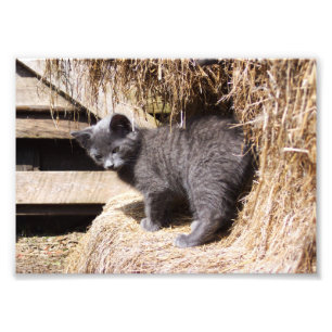 Barn Kitten Photo Print