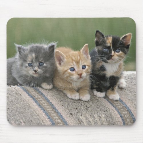 Barn Kittens on a Horse Blanket Mouse Pad