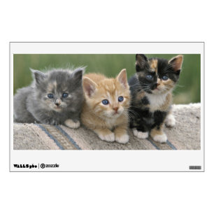 Barn Kittens on a Horse Blanket Wall Decal