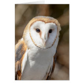 Barn Owl (Front)