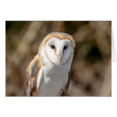 Barn Owl (Front Horizontal)