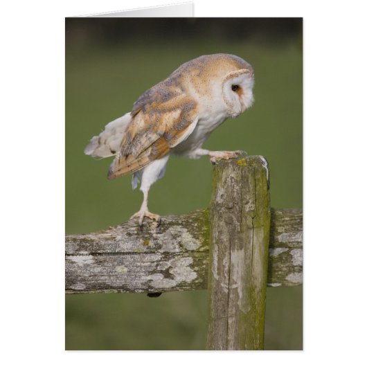 Barn Owl (Front)
