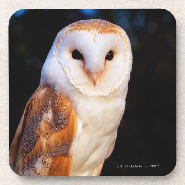 Barn Owl 2 Beverage Coaster (Front)