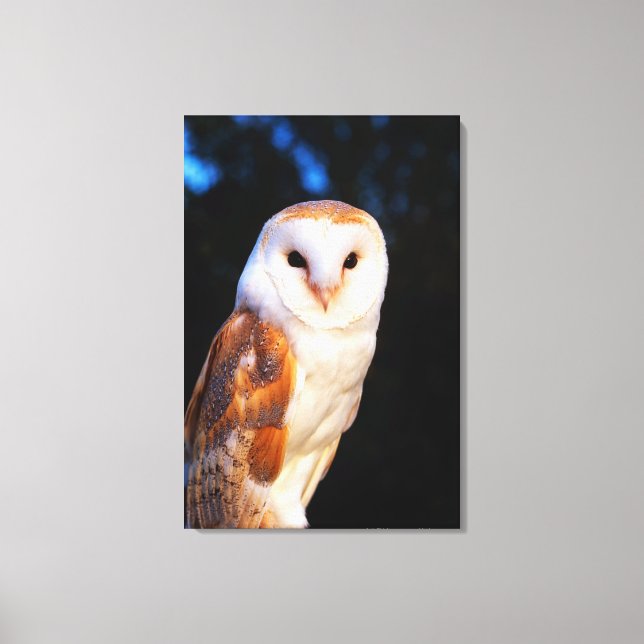 Barn Owl 2 Canvas Print (Front)