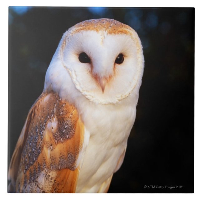 Barn Owl 2 Ceramic Tile (Front)