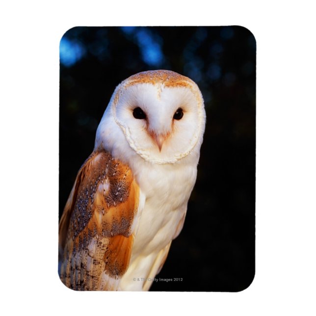 Barn Owl 2 Magnet (Vertical)