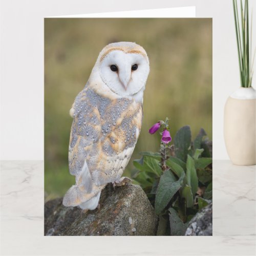 Barn Owl and Foxglove Card