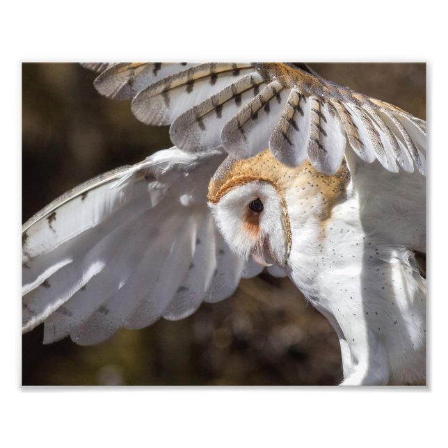 Barn Owl And Wings Photo Print (Front)