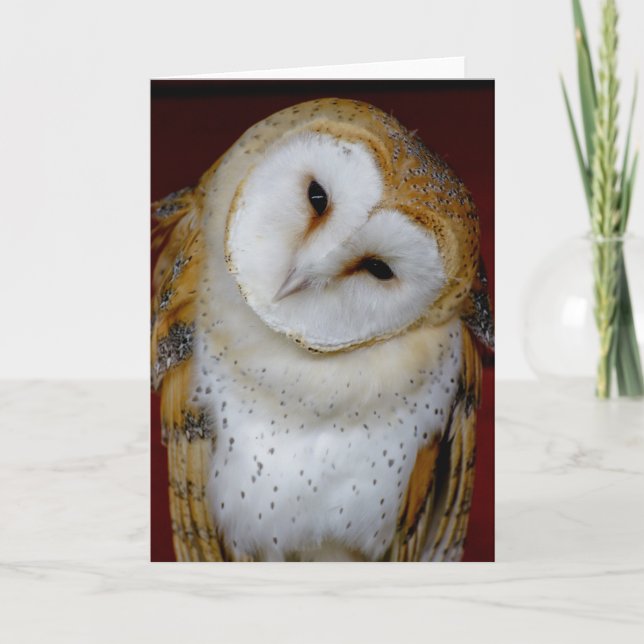 barn owl any occasion note or greeting card (Front)
