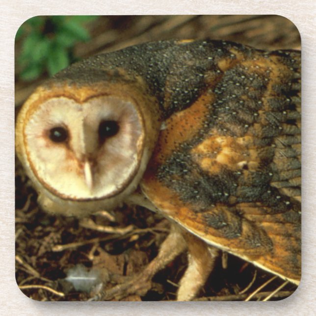 Barn Owl Beverage Coaster (Front)