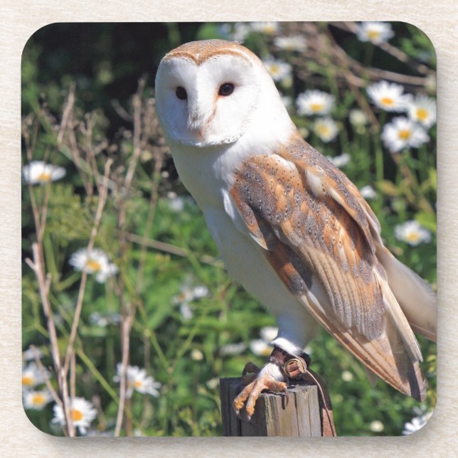 Barn Owl Beverage Coaster (Front)
