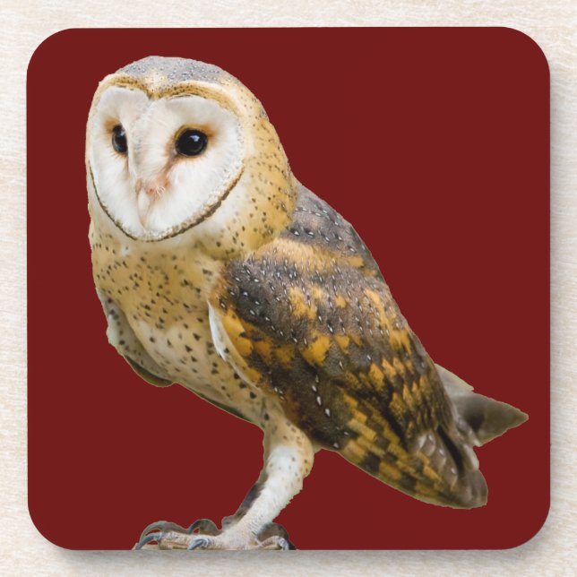 Barn Owl Beverage Coaster (Front)