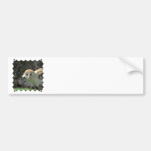 Barn Owl Bumper Sticker