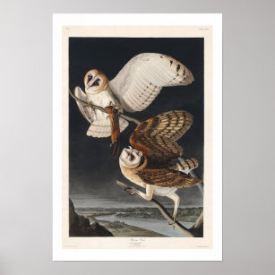 Barn Owl by Audubon Poster