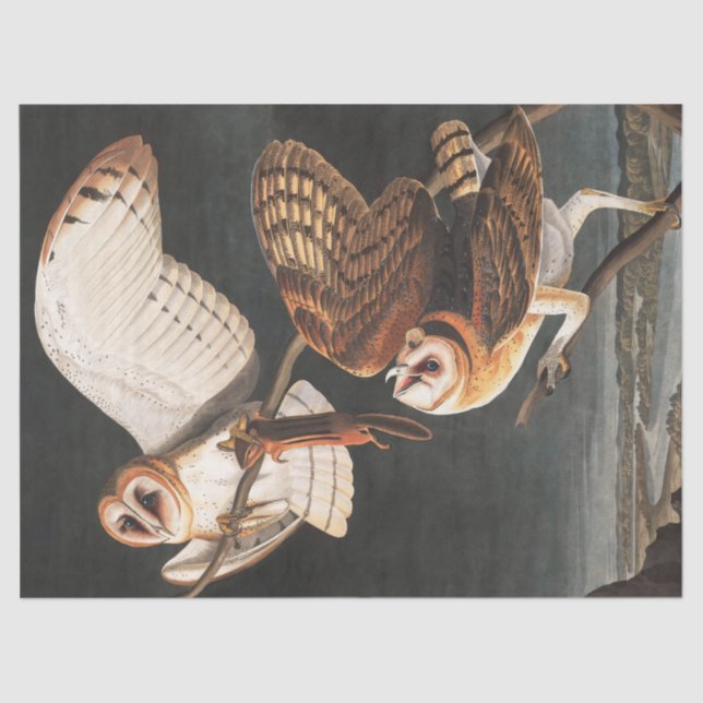 Barn Owl by John James Audubon Tissue Paper (Front)