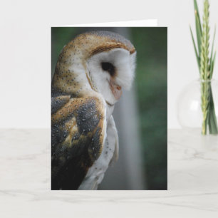 Barn Owl Card
