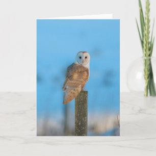 Barn owl card