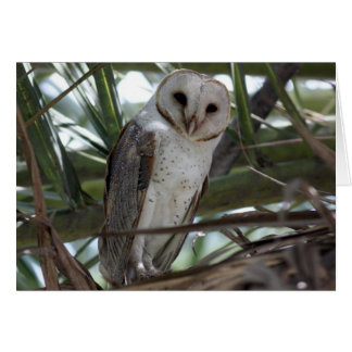 Barn Owl Cards