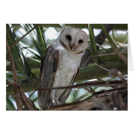 Barn Owl Cards (Front Horizontal)