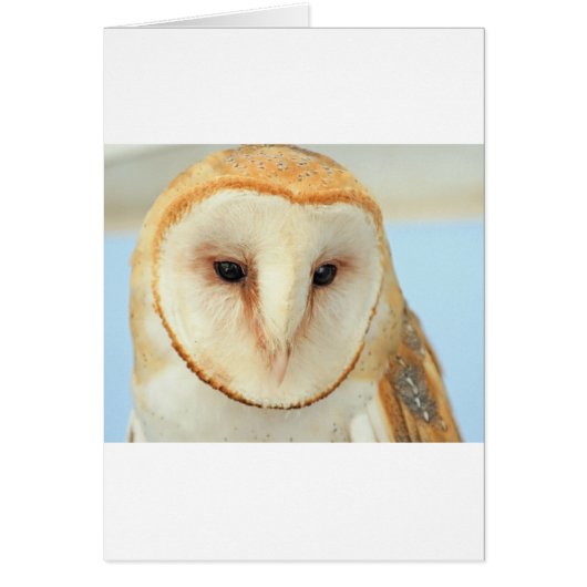 Barn Owl Cards (Front)