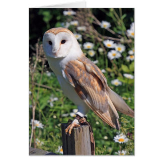Barn Owl Cards