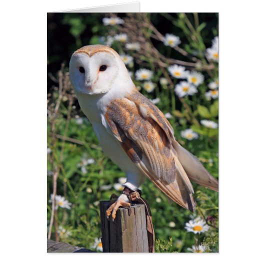 Barn Owl Cards (Front)