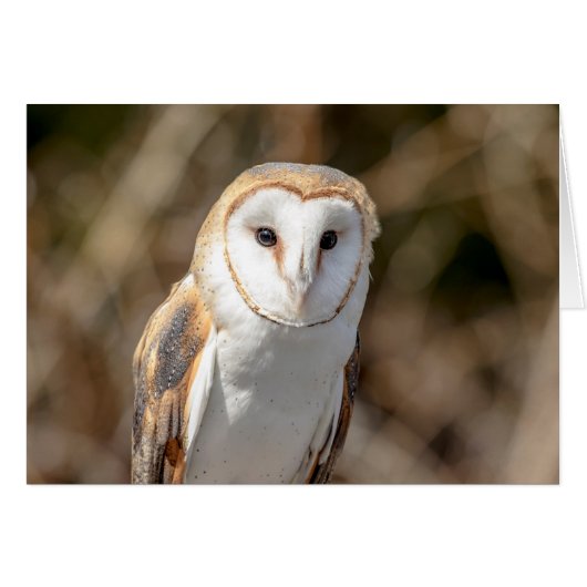 Barn Owl Cards (Front Horizontal)